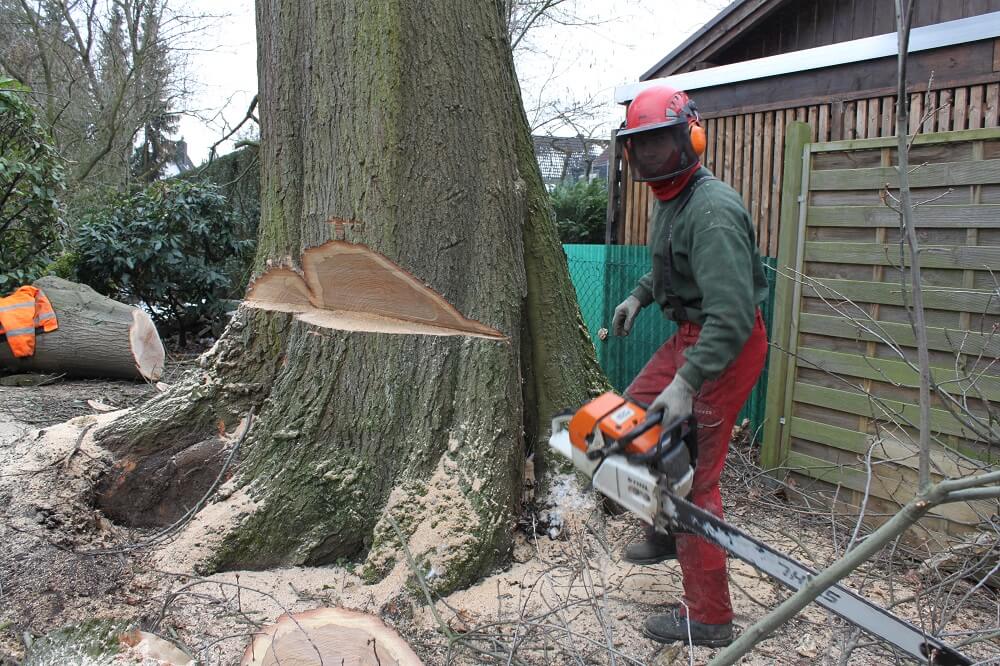 Baumfällung & Problembaumfällung Baumpflege Westerwald