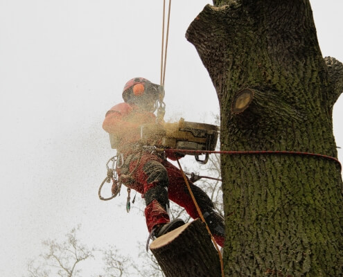 Baum wird mit Seilklettertechnik gefällt