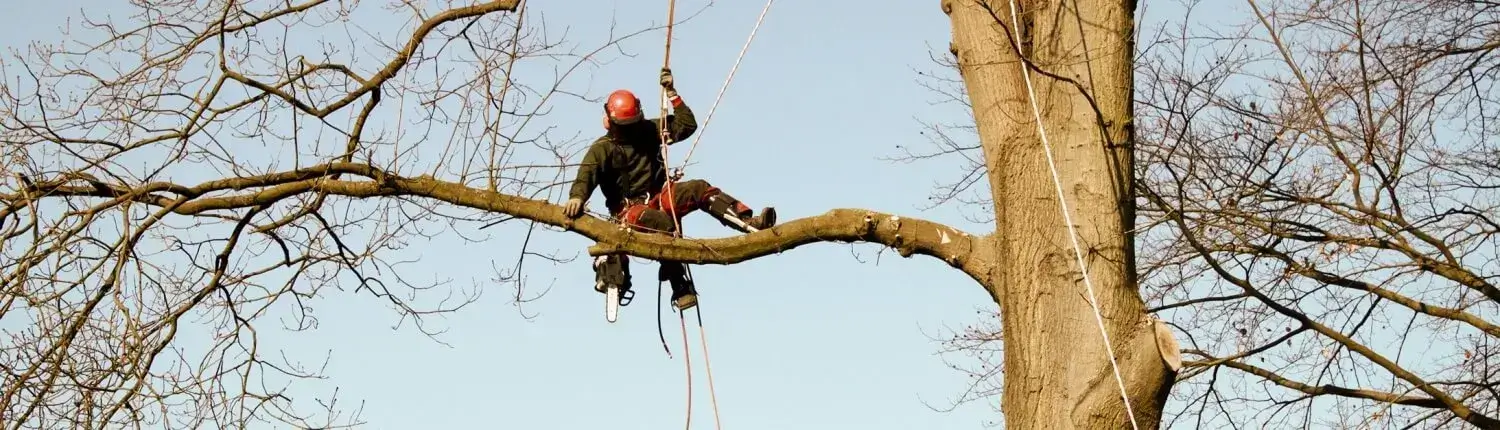 Seilklettertechnik Baumpflege