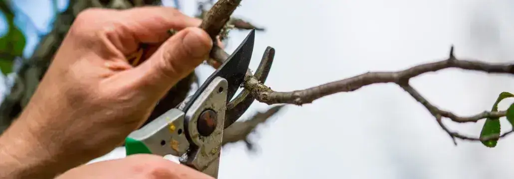 baumdienst-höhr-grenzhausen